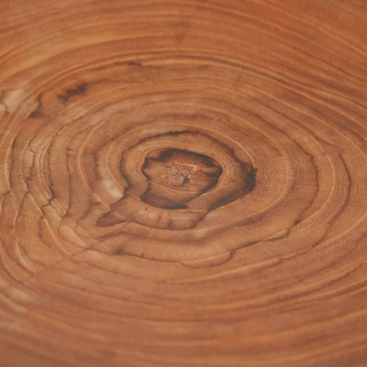The Teak Root Organic Plate – BEYOND STUDIOS